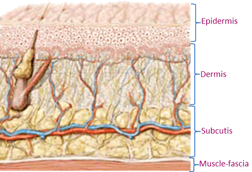 Dermaroller skin depth