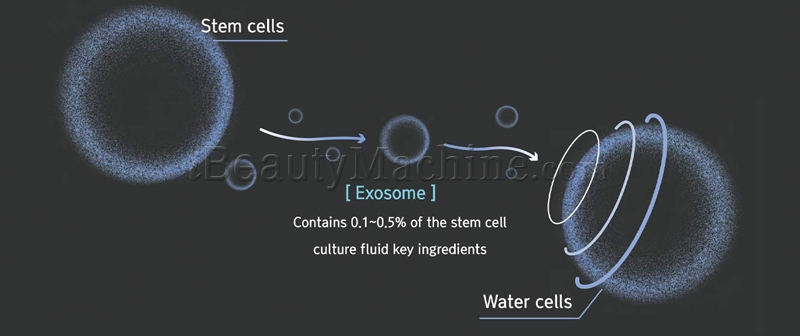 what is stem cell culture