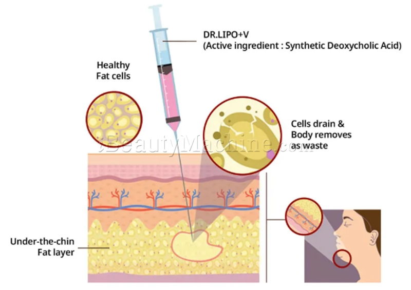 Dr. Lipo+ V Mechanism of Action