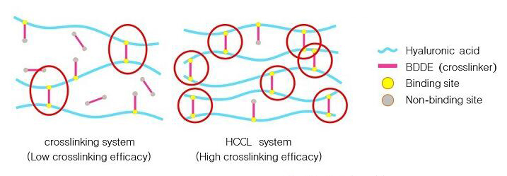 HCCLCross linking HA