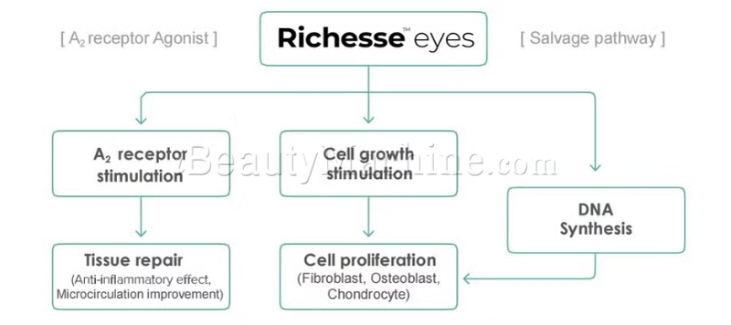 Richesse eyes mechanism of action