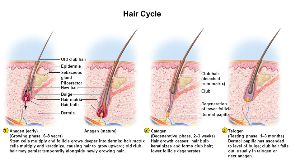 hair growth cycle