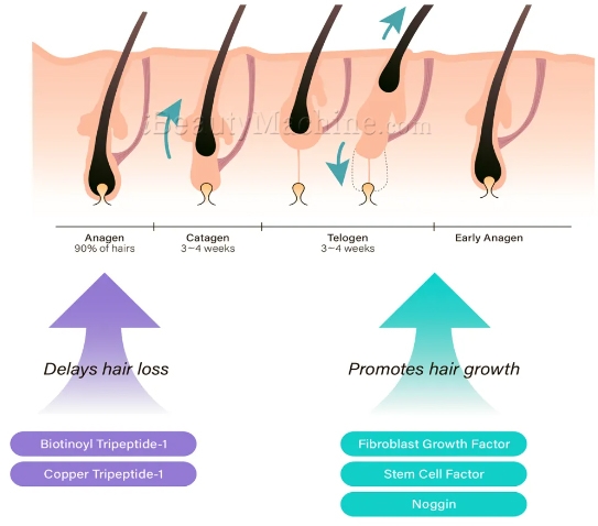 hairna exosome hair fill hair growth cycle