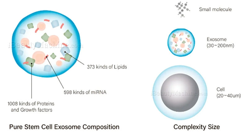 hairna exosome hair fill main ingredient
